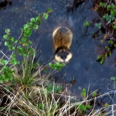 lemming