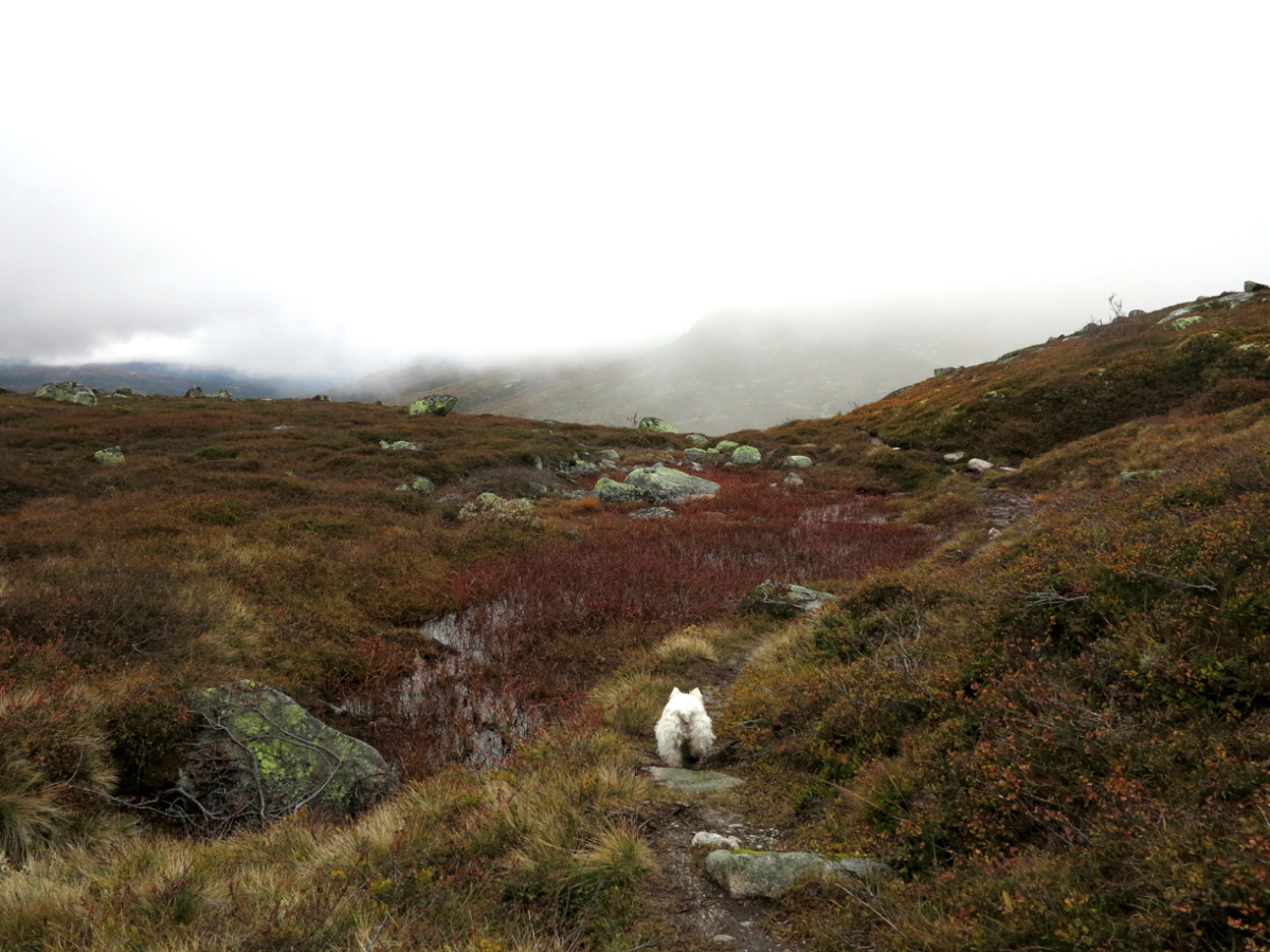 along the little ponds…