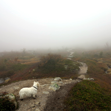 i hear noises… in the fog…