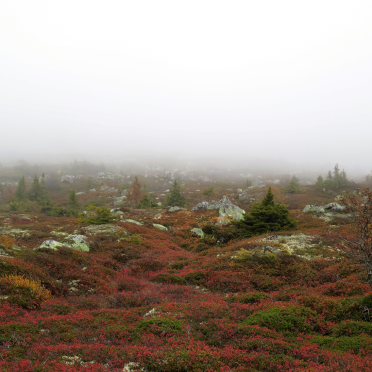 foggy dew