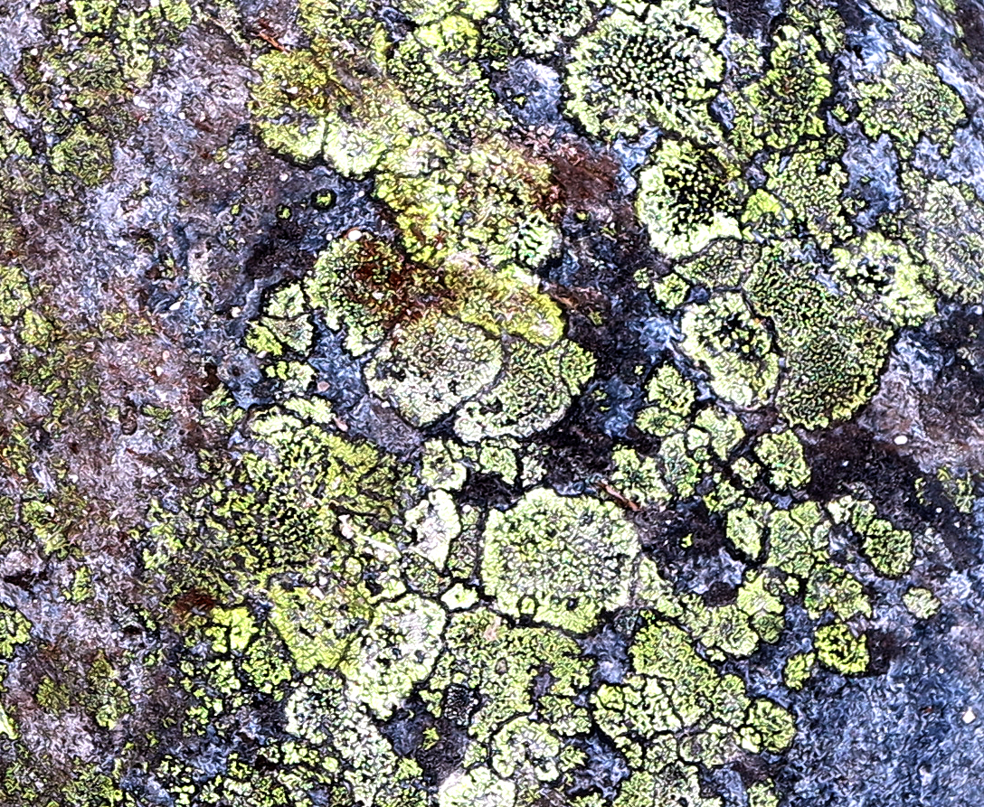 lichen