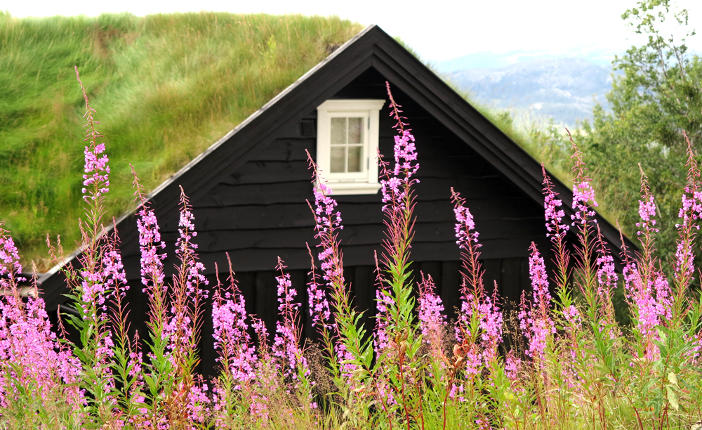 fireweed (geitrams)