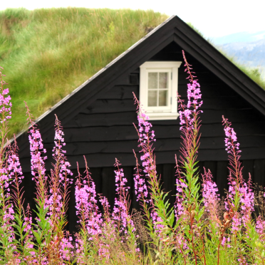 fireweed (geitrams)