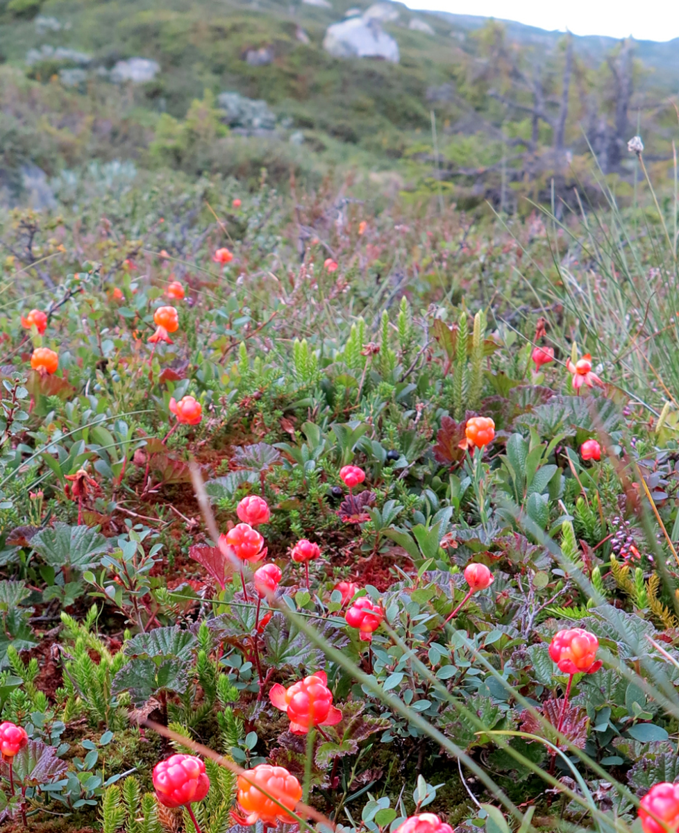 cloudberries