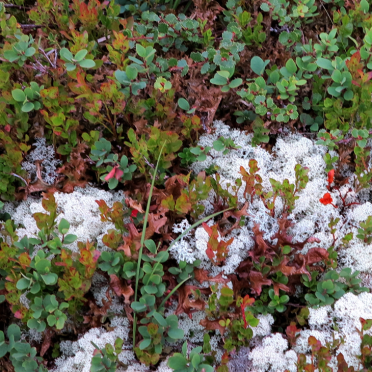 mountain flora