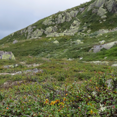Vassfarfjellet