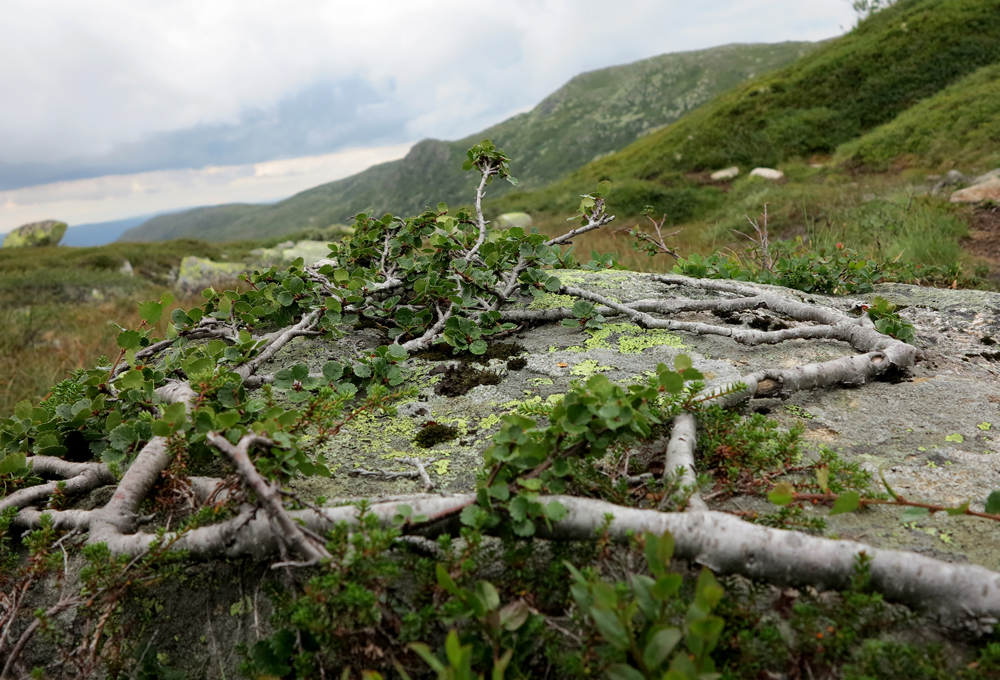 dwarf birch