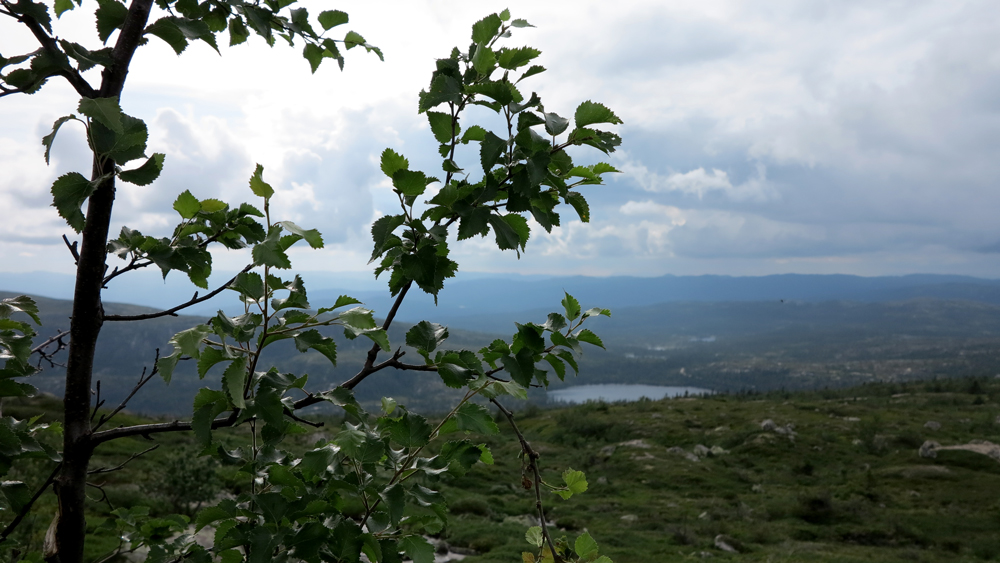arctic birch 