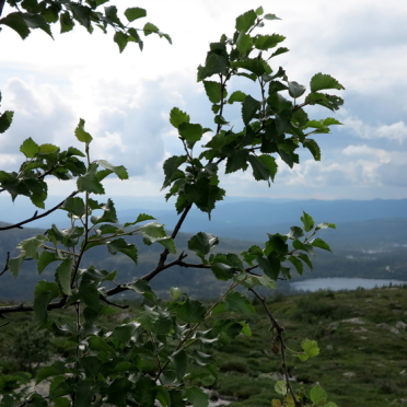 arctic birch 