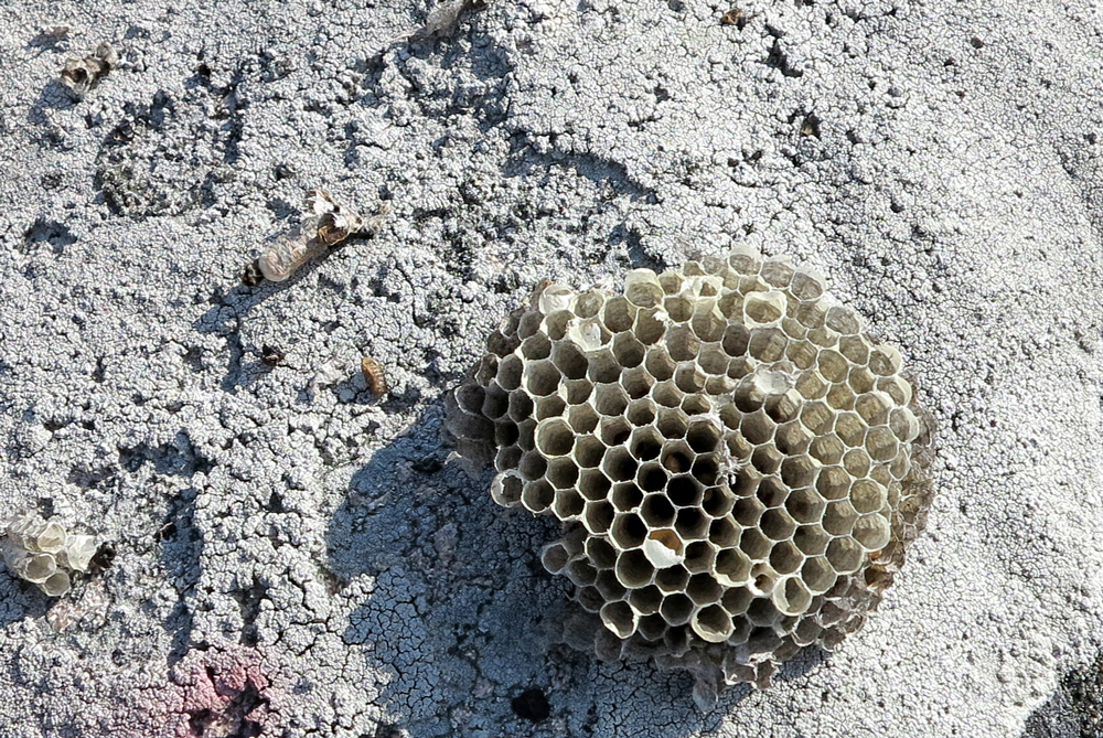 Honeycomb
