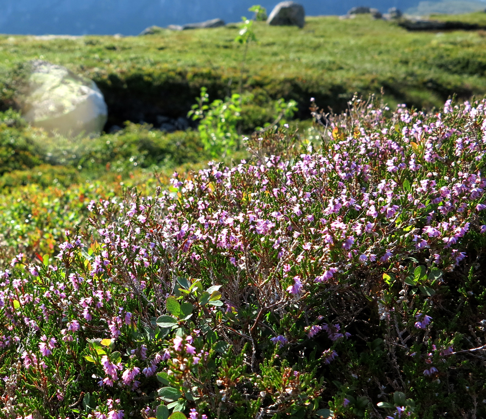 Erica tetralix