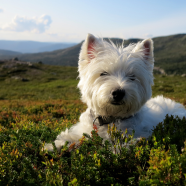 A westie life