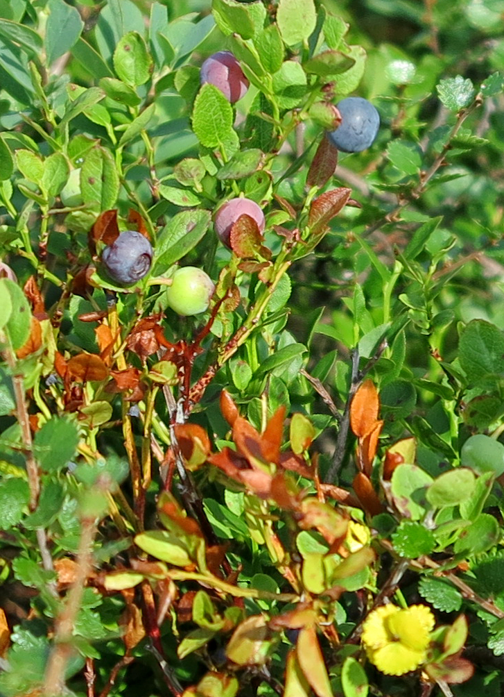 blueberries