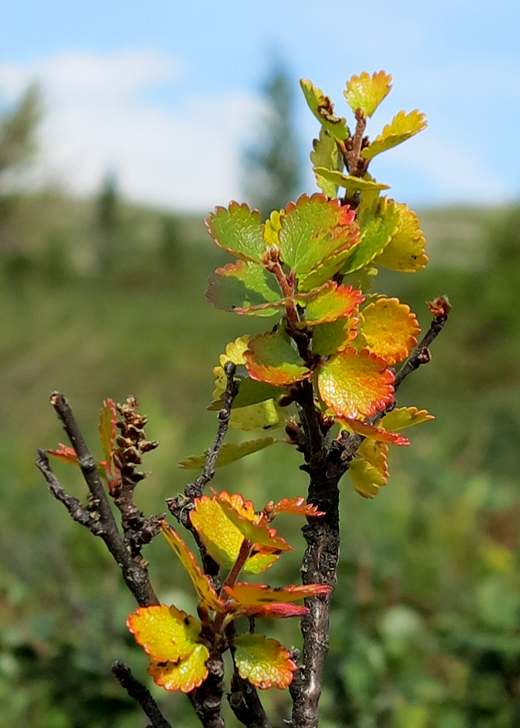 mountain birch
