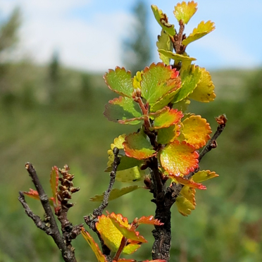 mountain birch