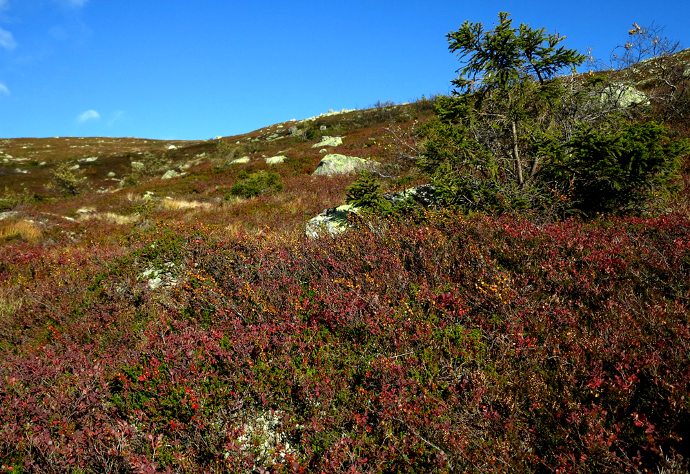 vassfarfjellet, autumn