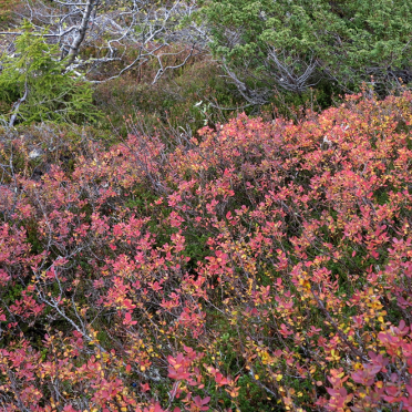vassfarfjellet, autumn