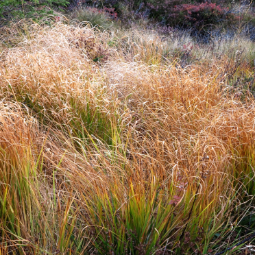vassfarfjellet, autumn