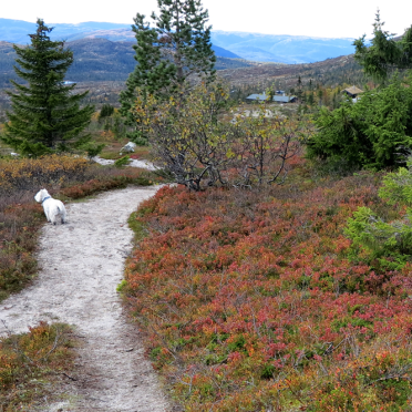 westie, vassfarfjellet
