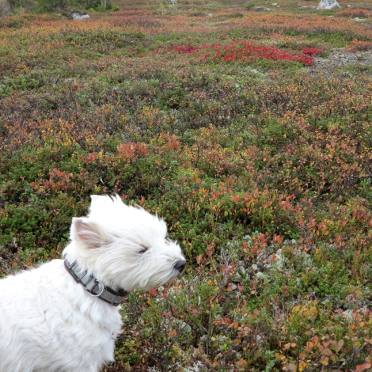 vassfarfjellet - Connie