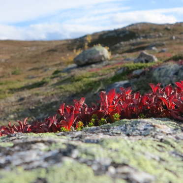 vassfarfjellet