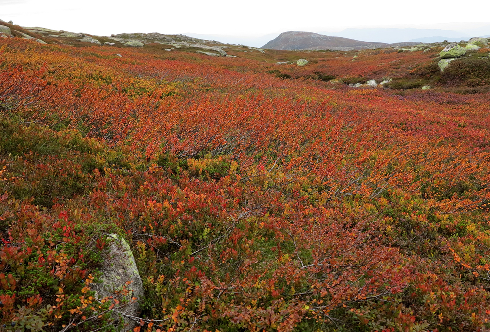 vassfarfjellet