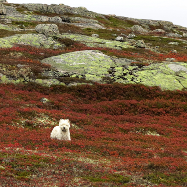 Westie, vassfarfjellet