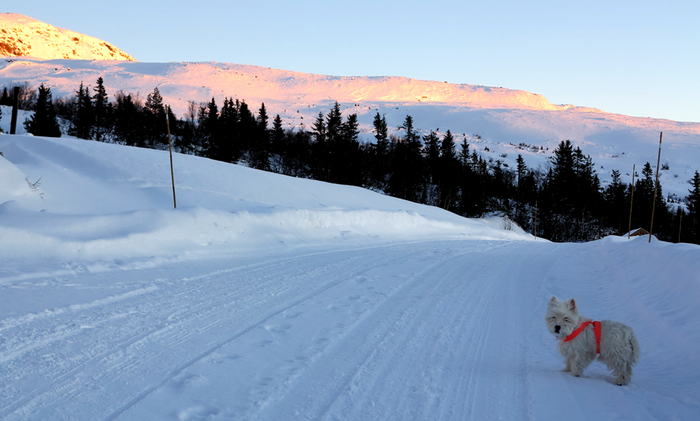 vassfarfjellet, damtjernhallin: safety first!