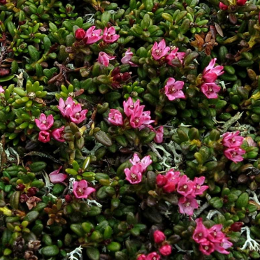 alpine azalea