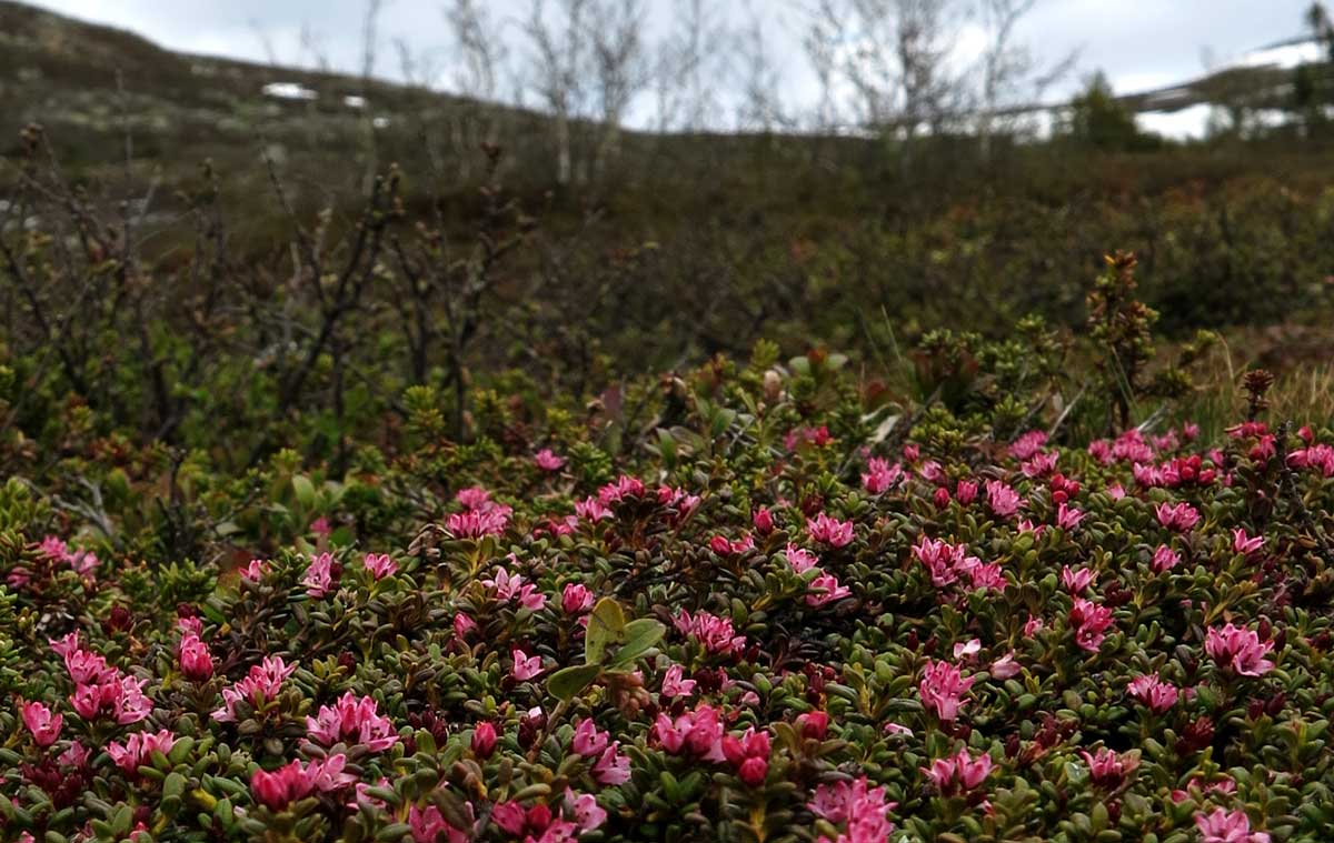 alpine azalea