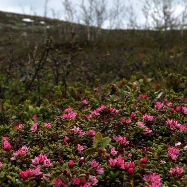 alpine azalea
