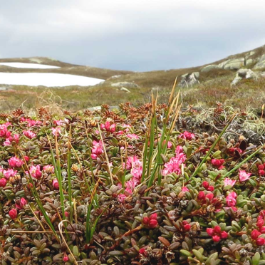 alpine azalea