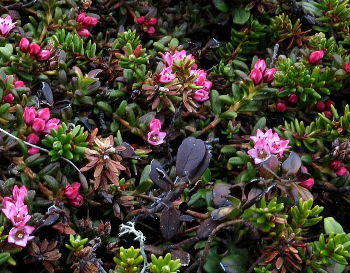alpine azalea
