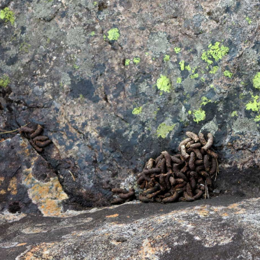 ptarmigan poo