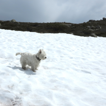 white world, white dog