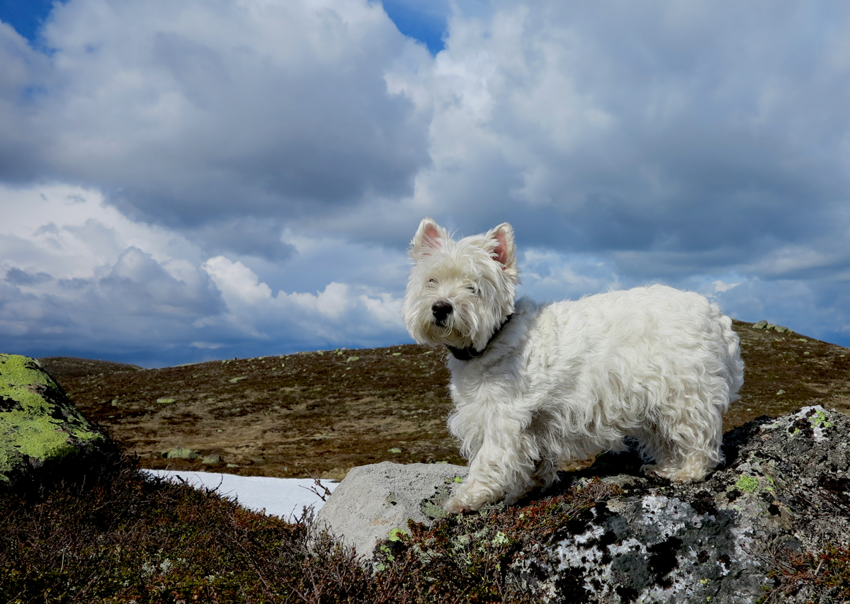 westie