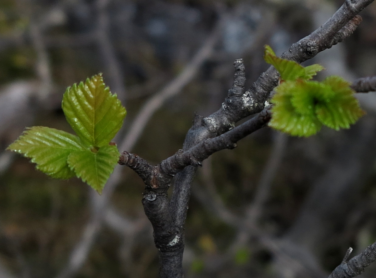 mountain birch