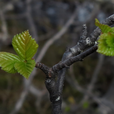 mountain birch