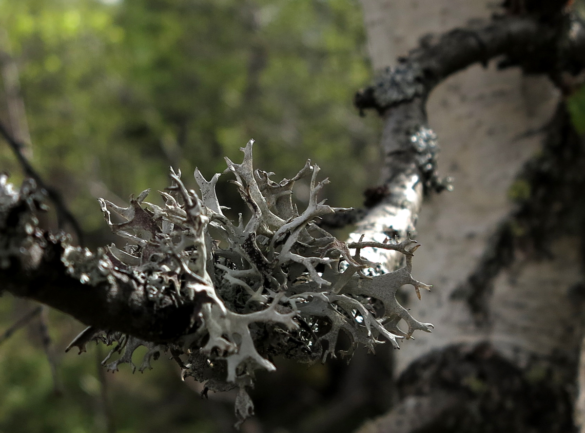 mountain birch