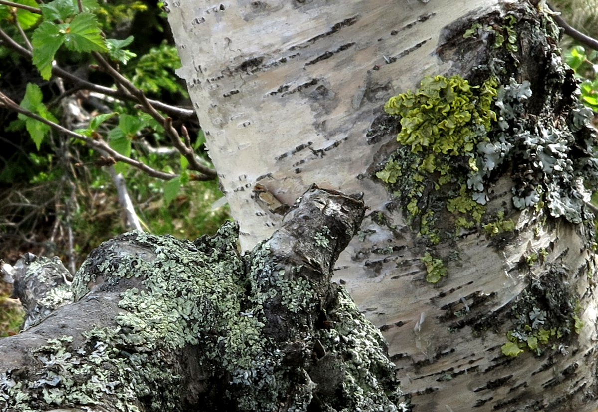 mountain birch moss