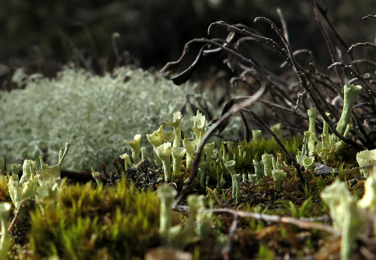 pixie-cup lichen