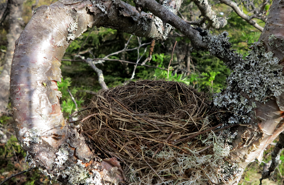 birds nest - nobody home