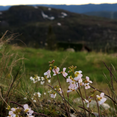 Arabidopsis sp?