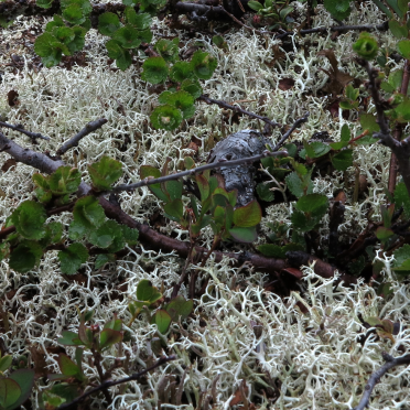 birch and lichen