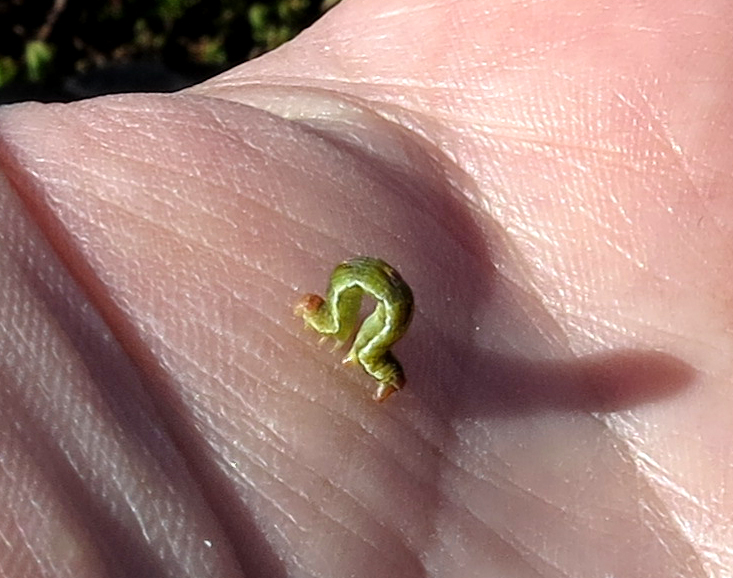 some kind of tiny crawlie..