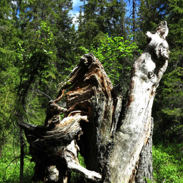 where trolls come from