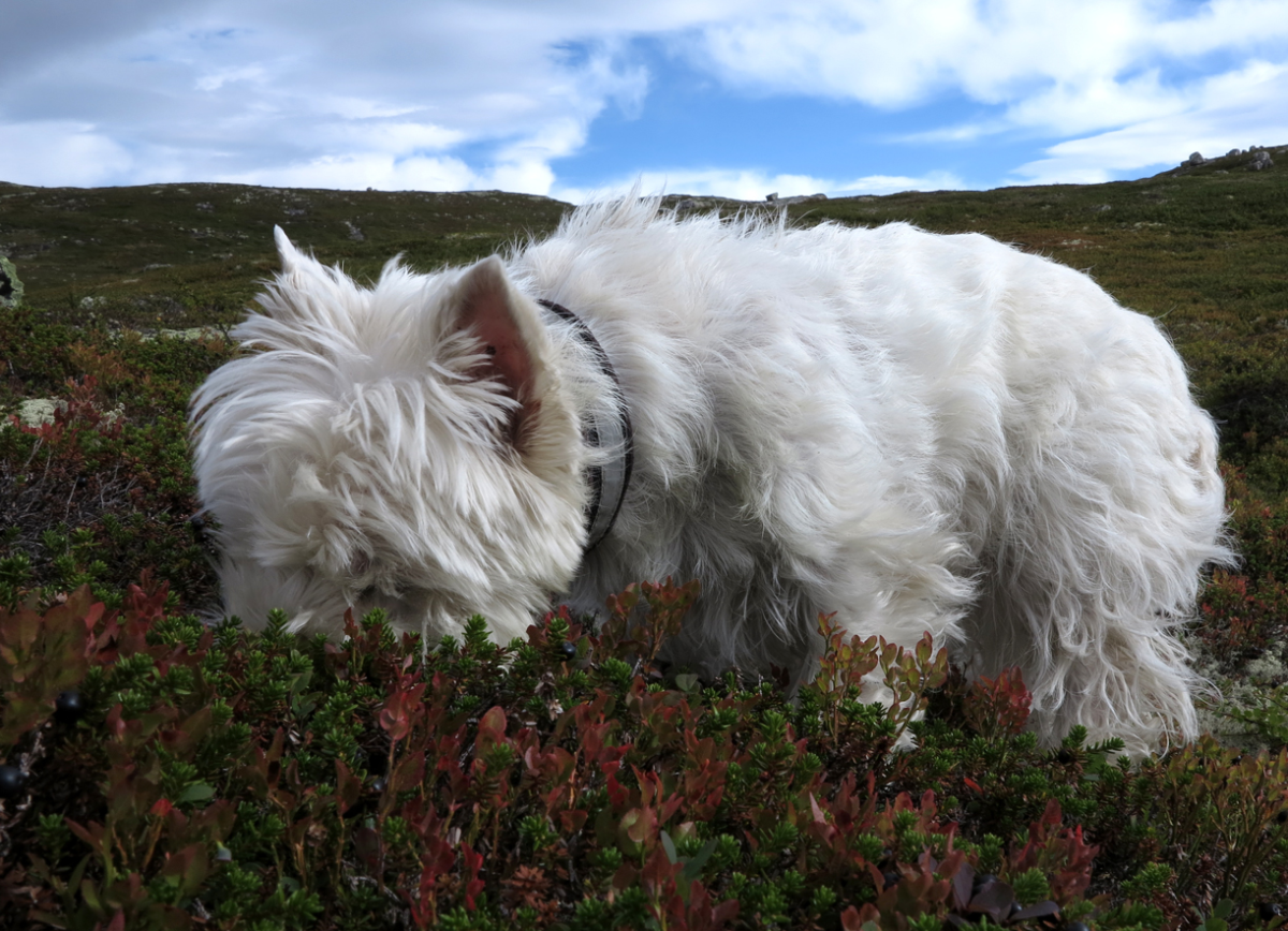 in your heather, eating your blueberries