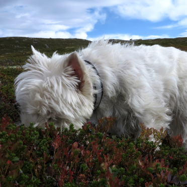 in your heather, eating your blueberries