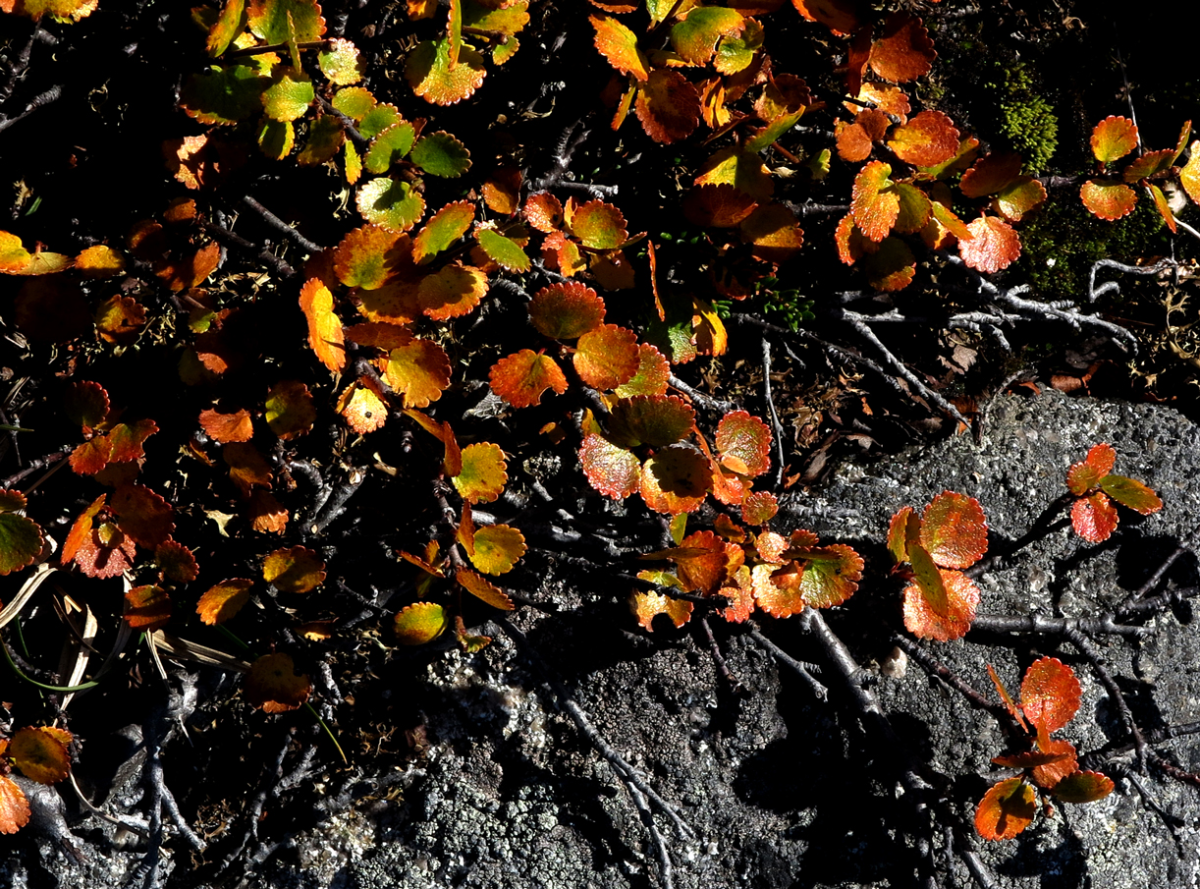 birch
