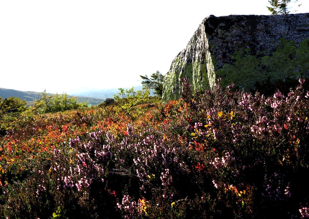 heather and berries 